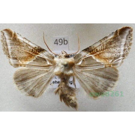 Habrosyne pyritoides (Hufnagel, 1766) Pluszówka agatka Czech49b